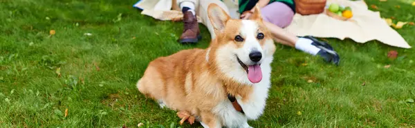 Adorable corgi dog lying on green grass near blurred and happy couple during picnic, banner — Stock Photo