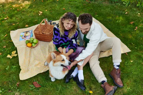 Top view of cheerful couple having picnic and cuddling cute corgi dog on green lawn in park — Stock Photo