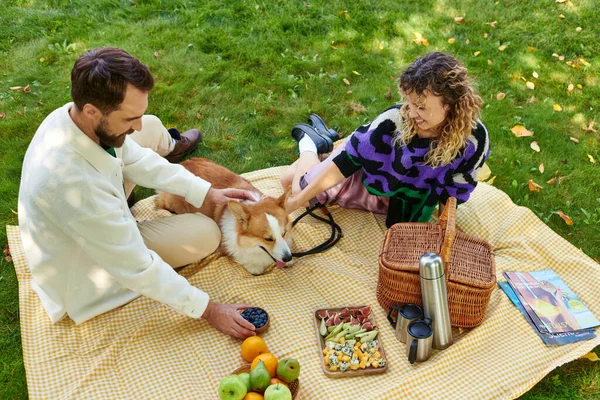 Top view of happy couple cuddling cute corgi dog while having picnic on green lawn in park — Stock Photo