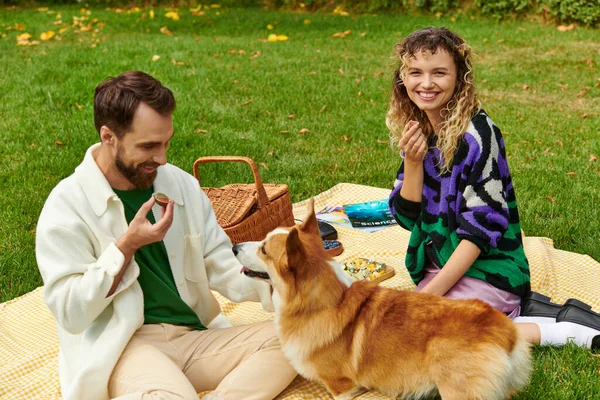 Happy couple eating delicious fig and having picnic with cute corgi dog on green lawn in park — Stock Photo