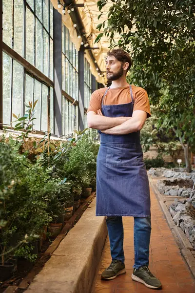 Красивый бородатый садовник в джинсовом фартуке стоит со скрещенными руками в оранжерее, полная длина — стоковое фото