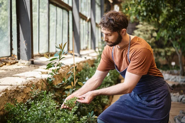 Красивый бородатый садовник в джинсовом фартуке смотрит на зеленые листья растения в теплице — стоковое фото