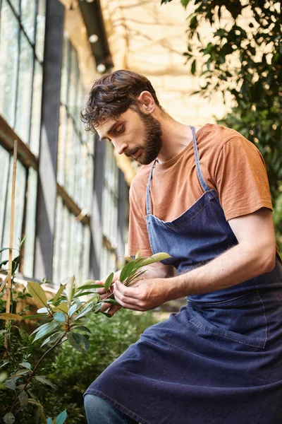 Jardineiro bonito e barbudo em avental de ganga olhando para folhas verdes de planta em estufa — Fotografia de Stock