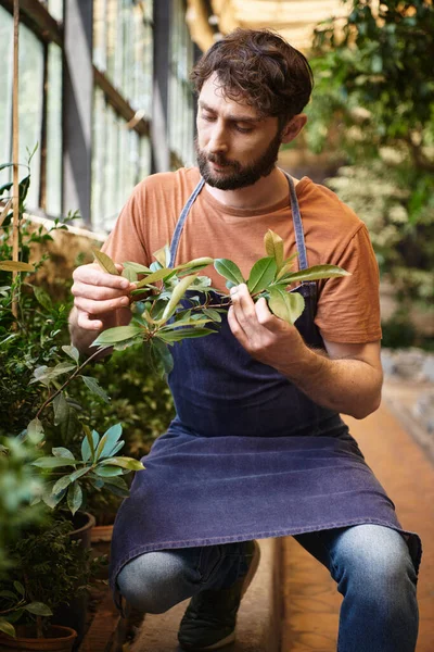 Hermoso jardinero barbudo en delantal de mezclilla mirando las hojas verdes de la planta en invernadero - foto de stock