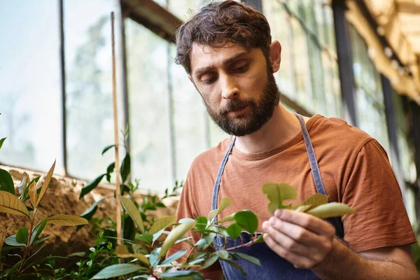 Bien parecido jardinero barbudo en delantal de mezclilla mirando las hojas verdes de la planta en invernadero - foto de stock