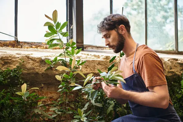 Handsome and bearded gardener in denim blue apron looking at green leaves of plant in greenhouse — Stock Photo