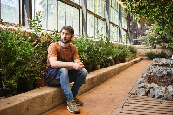 Handsome and bearded gardener in denim apron sitting around green leaves of plants in greenhouse — Stock Photo