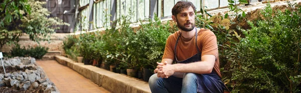 Handsome and bearded gardener in denim apron sitting around plants in greenhouse, banner — Stock Photo