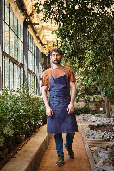 Красивый бородатый садовник в джинсовом фартуке ходит вокруг растений и деревьев в оранжерее — стоковое фото