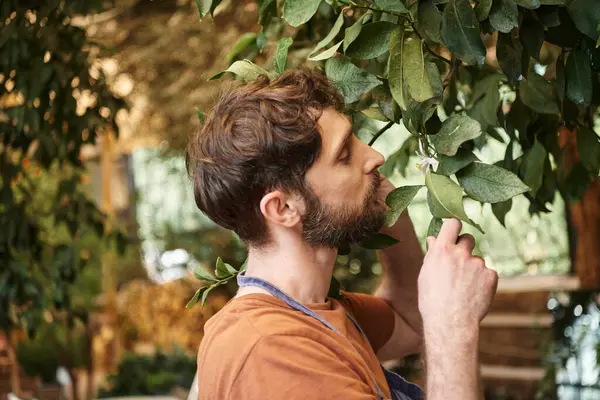 Beau jardinier barbu en tablier de denim examinant les feuilles fraîches de plantes en serre — Photo de stock