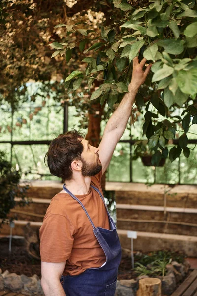 Jardinero barbudo y de buen aspecto en delantal de mezclilla examinando hojas frescas de plantas en invernadero - foto de stock