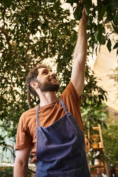 Good looking and cheerful gardener in denim apron examining fresh leaves of plants in greenhouse — Stock Photo