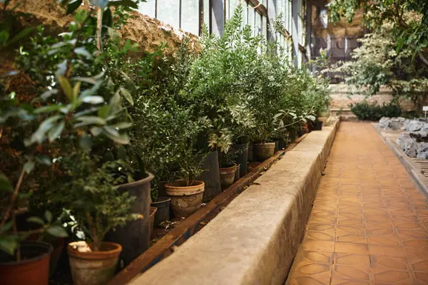 Plantas e arbustos frescos e árvores dentro da estufa, conceito de ecossistema de jardim interior — Fotografia de Stock