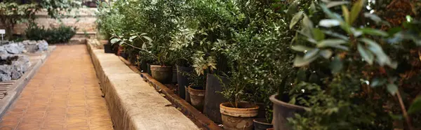 Plantas frescas y arbustos y árboles dentro del invernadero, pancarta de concepto de ecosistema de jardín interior - foto de stock