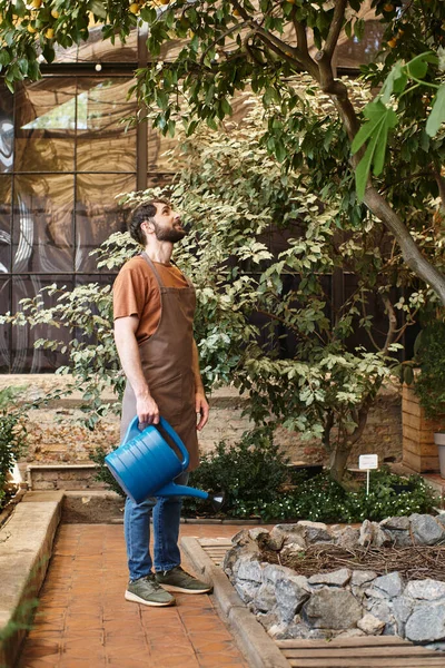 Красивый бородатый садовник в джинсовом фартуке держит поливальную банку рядом с деревьями и растениями в теплице — стоковое фото