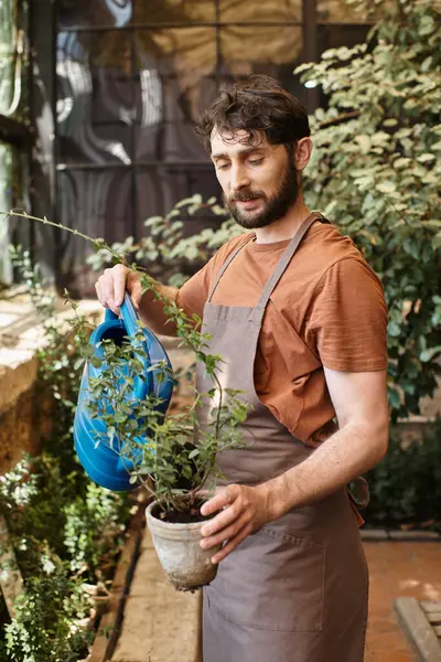 Good looking and bearded gardener in denim apron watering plants in greenhouse, horticulture concept — Stock Photo