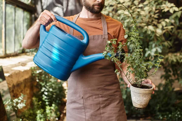 Cropped view of bearded gardener in denim apron watering plants in greenhouse, horticulture concept — Stock Photo