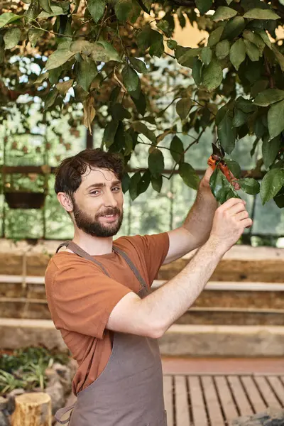 Bien parecido y feliz jardinero en delantal de lino examinando hojas frescas en jaula de aves en invernadero - foto de stock