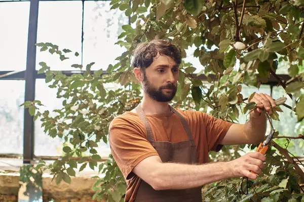 Feliz jardinero en delantal de lino cortando ramas de plantas con tijeras de jardinería en invernadero - foto de stock