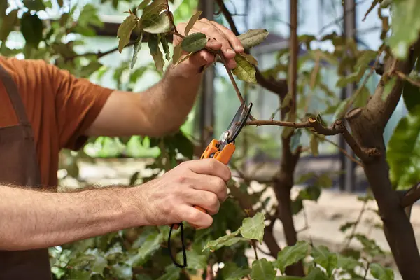 Vista recortada del jardinero en delantal de lino cortando ramas de plantas con tijeras de tijera en invernadero - foto de stock