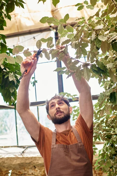 Jardinero barbudo en delantal de lino cortando ramas de plantas con tijeras de jardinería en invernadero - foto de stock