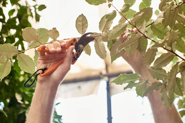 Vista recortada de jardinero cortando ramas de plantas con tijeras de jardinería en invernadero, tijeras de podar - foto de stock