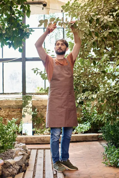 Bearded gardener in linen apron cutting branches on tree with gardening scissors in greenhouse — Stock Photo