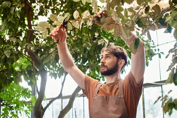 Jardinier barbu en toile tablier coupe branche sur arbre avec ciseaux de jardinage en serre — Photo de stock