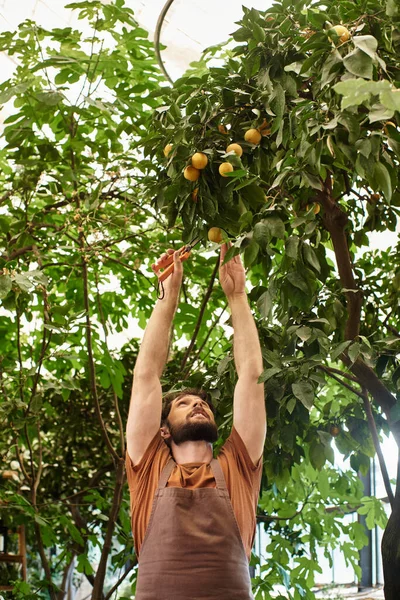 Бородатый садовник в льняном фартуке режет ветку на дереве садовыми ножницами в теплице — стоковое фото