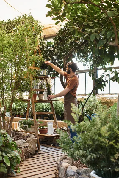 Hermoso jardinero barbudo en delantal de lino sosteniendo lámpara vintage cerca de rack con plantas en invernadero - foto de stock