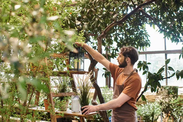 Hermoso jardinero barbudo en delantal de lino sosteniendo lámpara vintage cerca de rack con plantas en invernadero - foto de stock