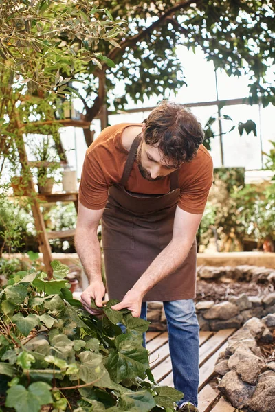Jardineiro de boa aparência barbudo em avental de linho examinando folhas frescas no arbusto em estufa — Fotografia de Stock