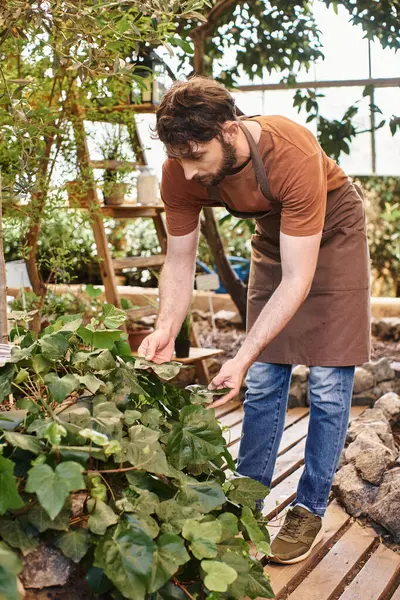 Бородатый и красивый садовник в льняном фартуке исследует свежие листья на кустах в оранжерее — стоковое фото