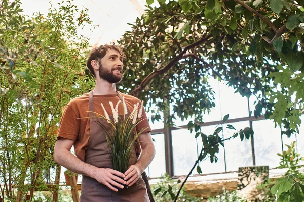 Happy and good looking gardener in linen apron holding plant and standing in greenhouse — Stock Photo