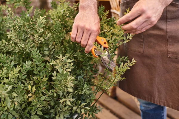 Beschnittener Gärtner in Leinenschürze schneidet Ast auf Gebüsch mit Gartenschere im Gewächshaus — Stockfoto