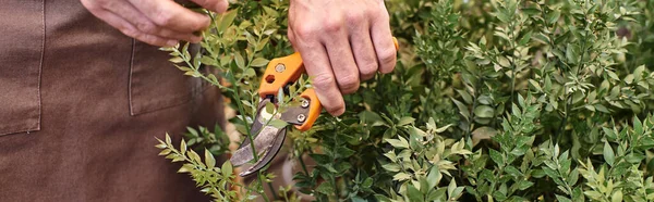 Beschnittener Gärtner in Leinenschürze schneidet Ast auf Busch mit Gartenschere im Gewächshaus, Banner — Stockfoto