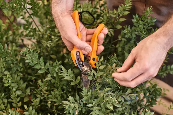 Jardineiro cultivado em linho avental corte ramo no arbusto com tesoura de jardinagem em estufa — Fotografia de Stock