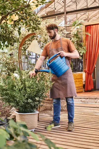 Professional gardener in linen apron watering green bush with blue watering can in greenhouse — Stock Photo