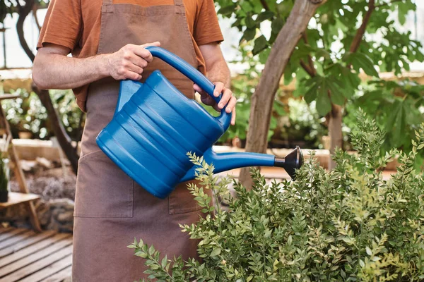 Cropped shot of gardener in linen apron watering green bush with blue watering can in greenhouse — Stock Photo