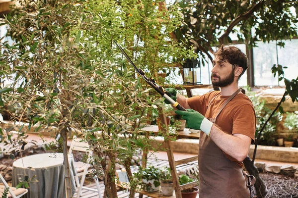 Jardineiro bonito no ramo de corte de avental de linho na árvore com grande tesoura de jardinagem em estufa — Fotografia de Stock