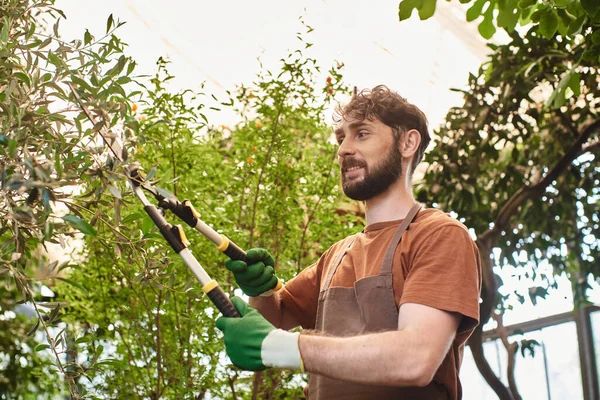 Бородатый садовник в льняном фартуке режет ветку на дереве большими садовыми ножницами в теплице — стоковое фото