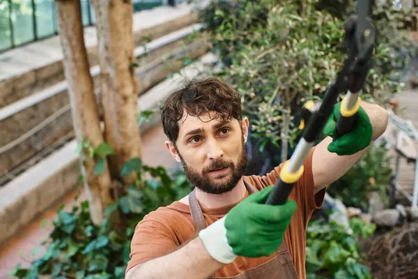 Overhead view of gardener in apron cutting branch on tree with big gardening scissors in greenhouse — Stock Photo
