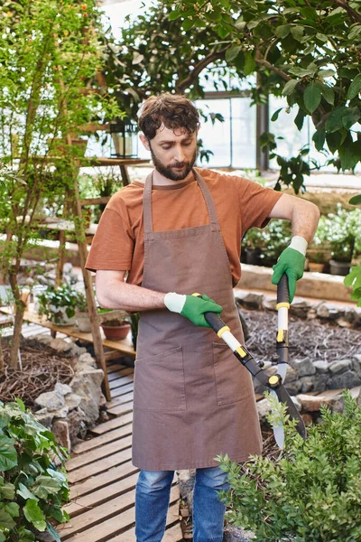 Bearded gardener in linen apron trimming green bush with big gardening scissors in greenhouse — Stock Photo