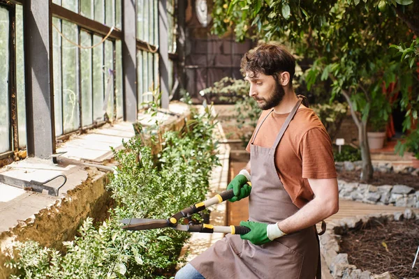 Бородатый садовник в перчатках и фартуке обрезает зеленый куст большими садовыми ножницами в оранжерее — стоковое фото