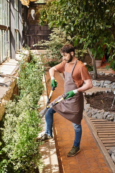 Jardinero barbudo en guantes y delantal recorte arbusto con grandes tijeras de jardinería en invernadero - foto de stock