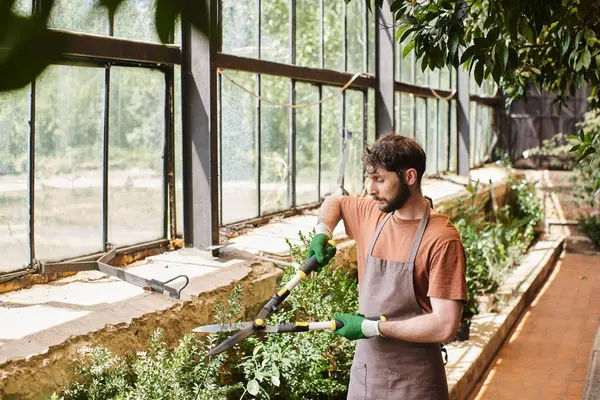 Бородатый садовник в перчатках и фартуке обрезает зеленый куст большими садовыми ножницами в оранжерее — стоковое фото