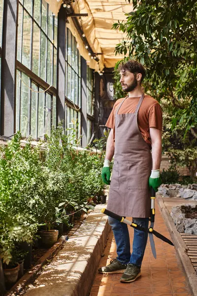 Бородатый садовник в перчатках и фартуке держит большие садовые ножницы вокруг растений в теплице — стоковое фото