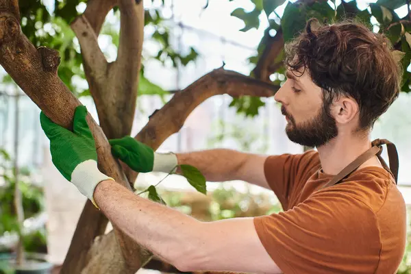 Beau jardinier barbu dans des gants examinant l'arbre dans la serre moderne, horticulture, concept — Photo de stock