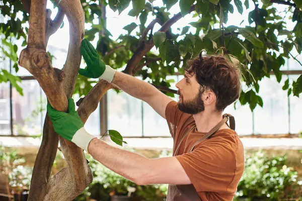 Handsome bearded gardener in gloves examining tree in modern greenhouse, horticulture, concept — Stock Photo