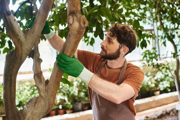 Bel giardiniere barbuto in guanti esaminando albero in serra moderna, orticoltura, concetto — Foto stock
